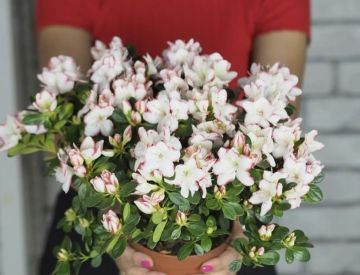 Принимаем заказы на горшечные растения к 8 марта ! 